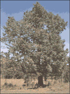 &laquo; El Raul&iacute; &raquo;